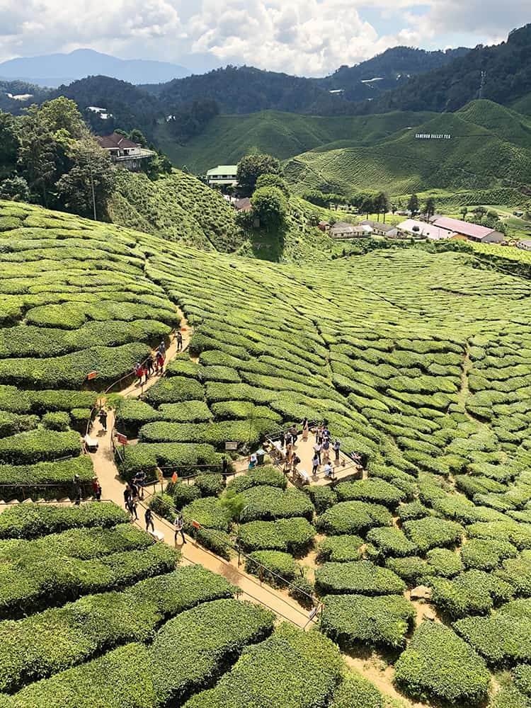 Best day trips from Kuala Lumpur to Cameron Highlands