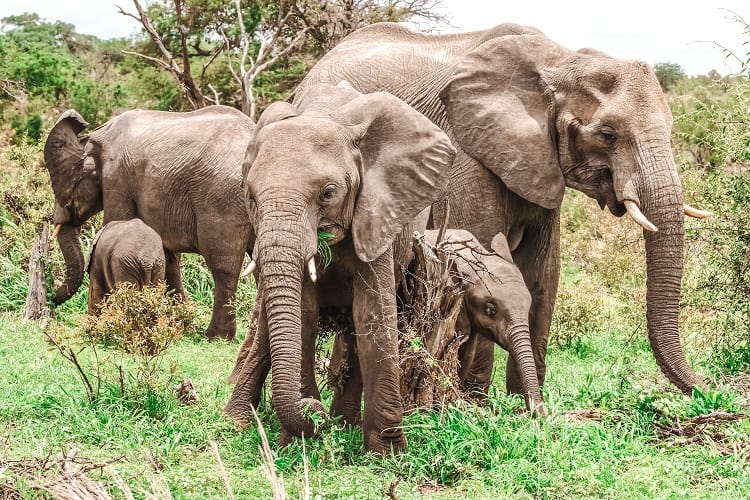 Elephants on self drive safari in Africa